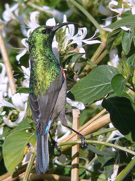 Image of Hypoestes aristata var. aristata