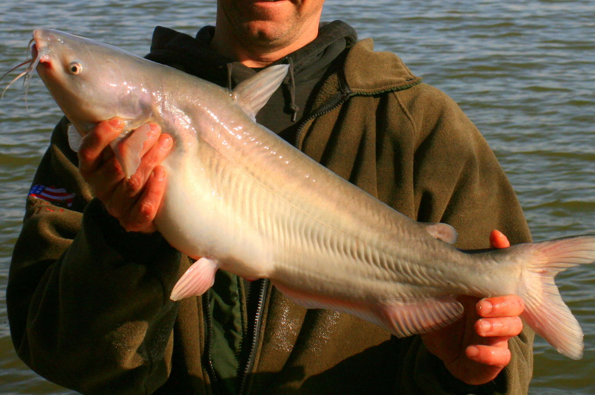 Image of Blue catfish