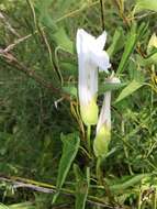 Image of Hedge False Bindweed