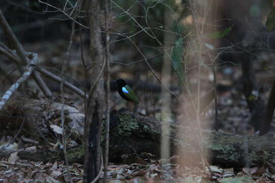 Image of Rainbow Pitta