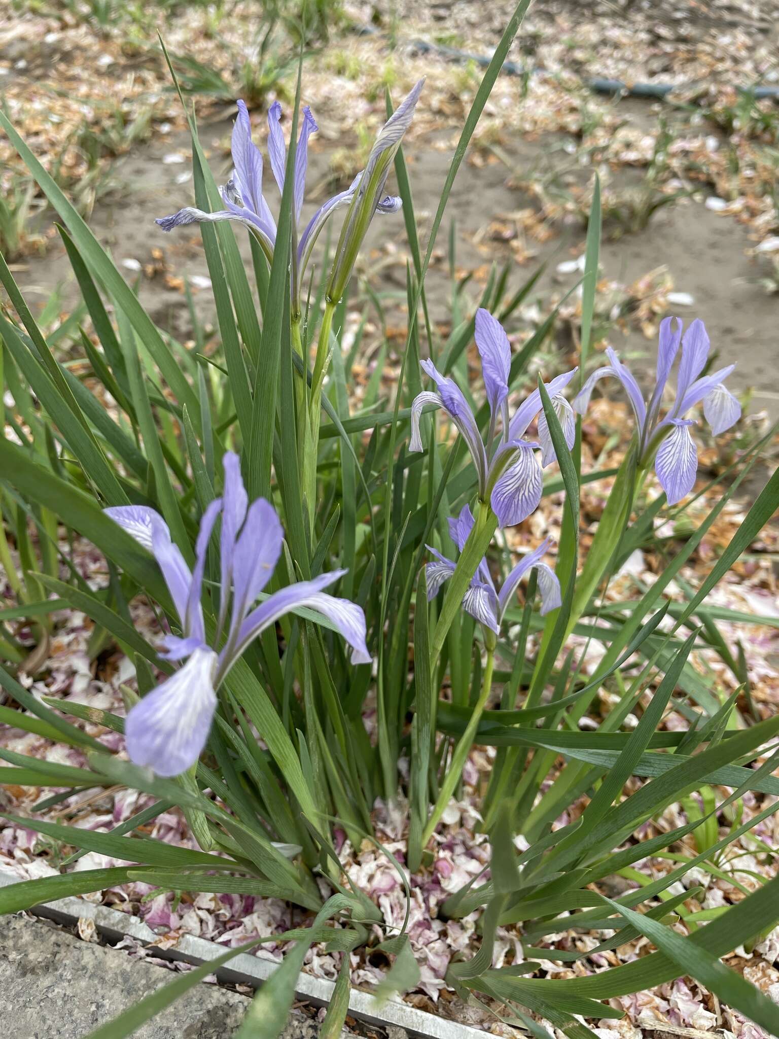 Image of Iris lactea Pall.