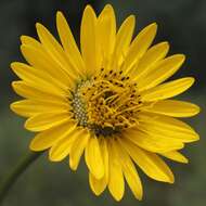 Image de Silphium terebinthinaceum Jacq.