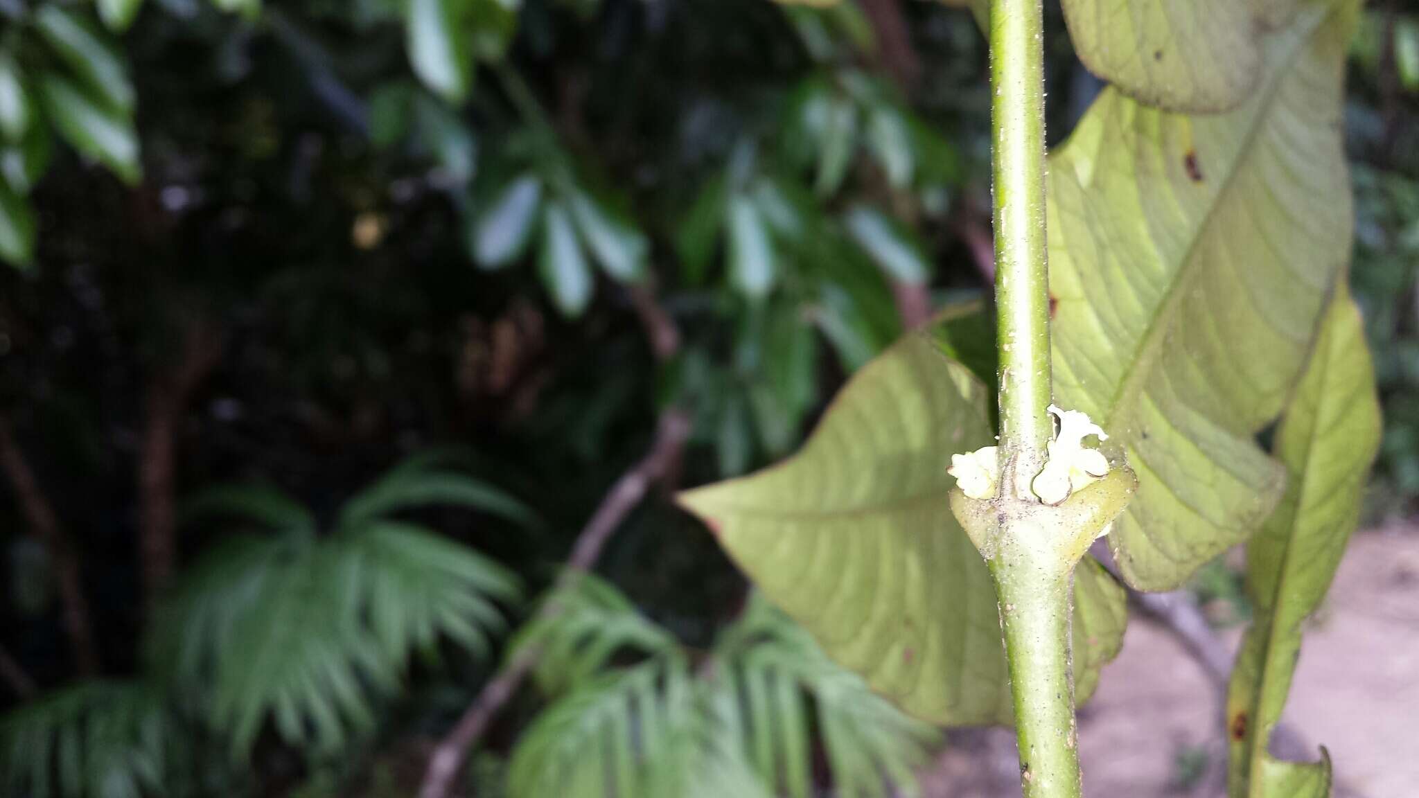 Plancia ëd Saldinia longistipulata Bremek.