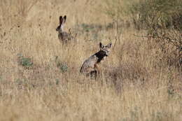 Image of Desert Fox