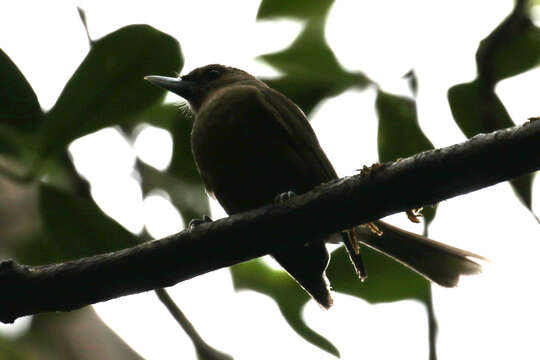 Imagem de Clytorhynchus pachycephaloides pachycephaloides Elliot & DG 1870