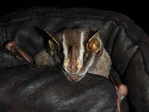 Image of Common Tent-making Bat