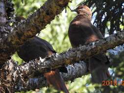 Image of Brown Cuckoo-Dove