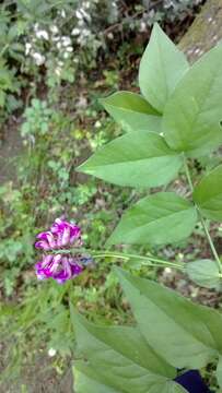 Lathyrus venetus (Mill.) Wohlf.的圖片