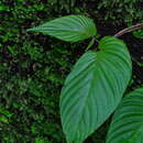 Image of Rhynchoglossum obliquum Blume
