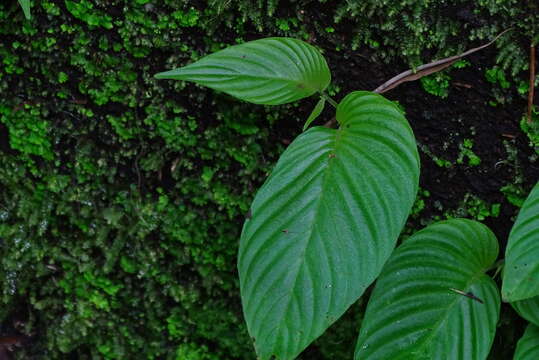 Image of Rhynchoglossum obliquum Blume