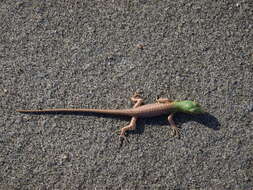 Image of Emerald Skink