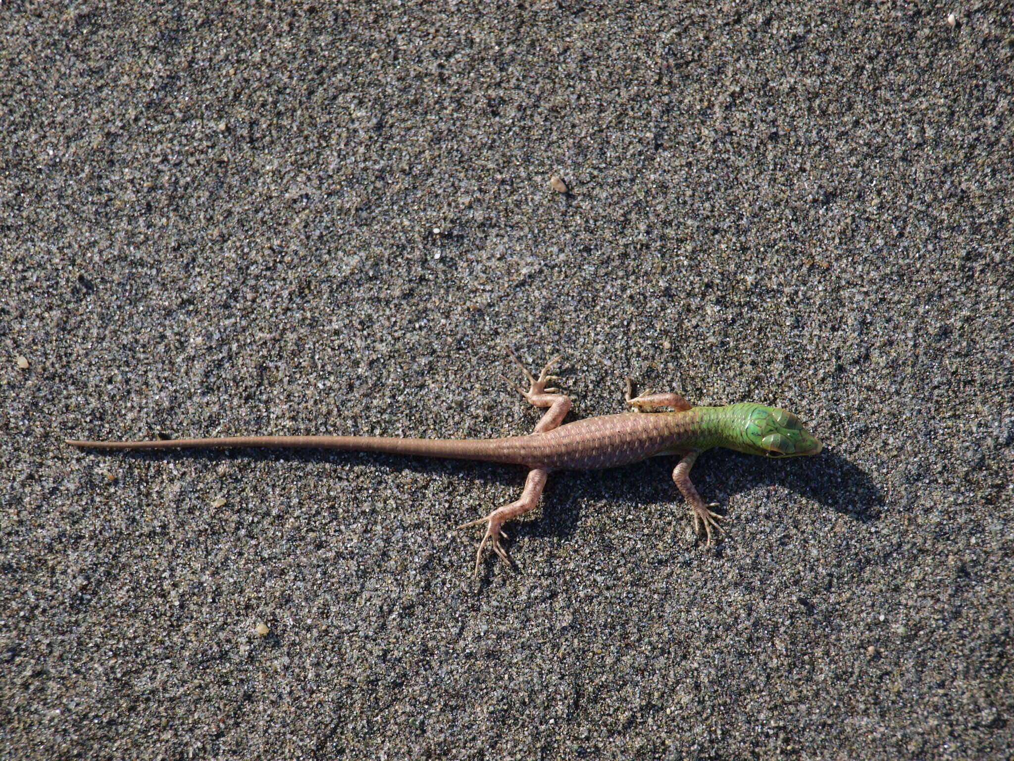 Image of Emerald Skink