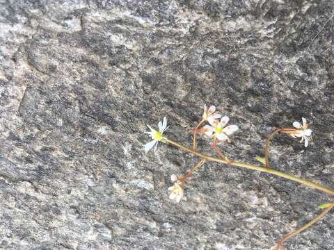 Image of Saxifraga cuneifolia L.