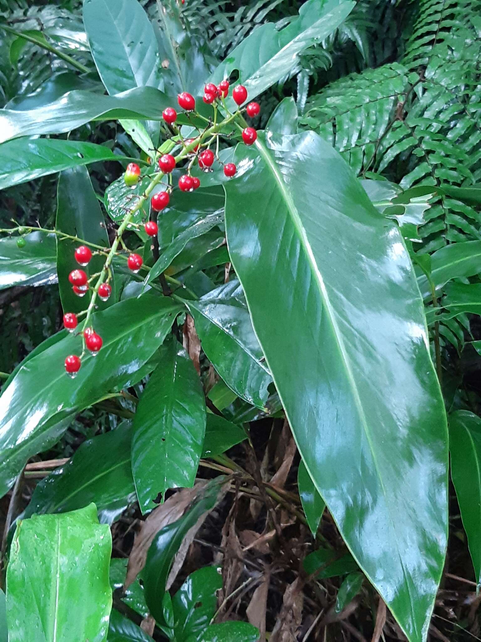 Image of Alpinia intermedia Gagnep.