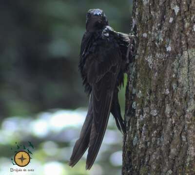 Image of White-naped Swift