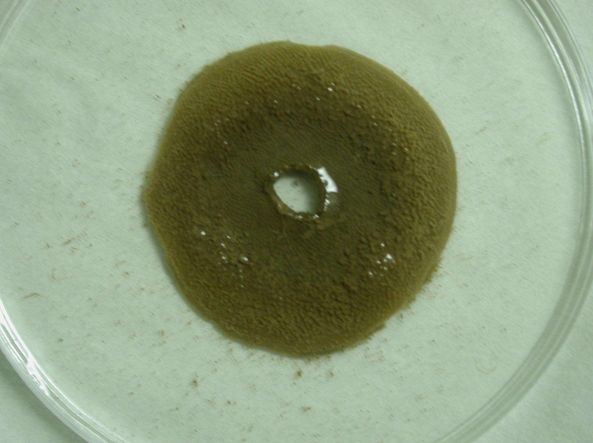 Image of Alcyonidium disciforme Smitt 1872