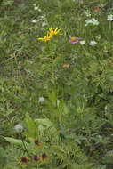 Sivun Senecio kolenatianus C. A. Mey. kuva