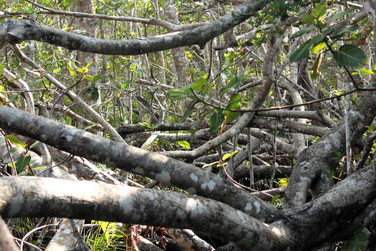 Ficus trichopoda Bak.的圖片