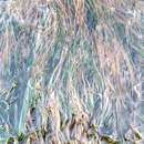 Image of toothed surfgrass