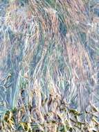 Image of toothed surfgrass