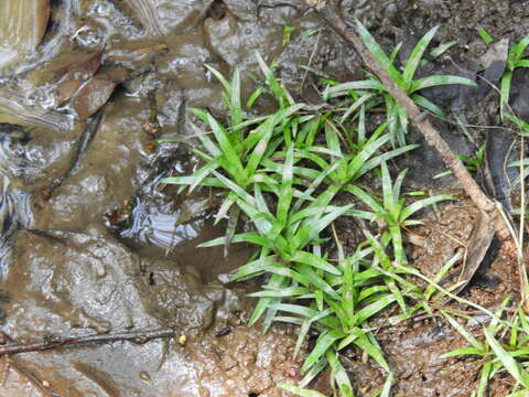 Sivun Eriocaulon nepalense J. D. Prescott ex Bong. kuva