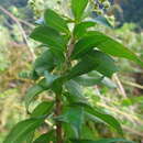 Image of Baccharis oblongifolia (Ruiz & Pav.) Pers.