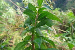 Image of Baccharis oblongifolia (Ruiz & Pav.) Pers.