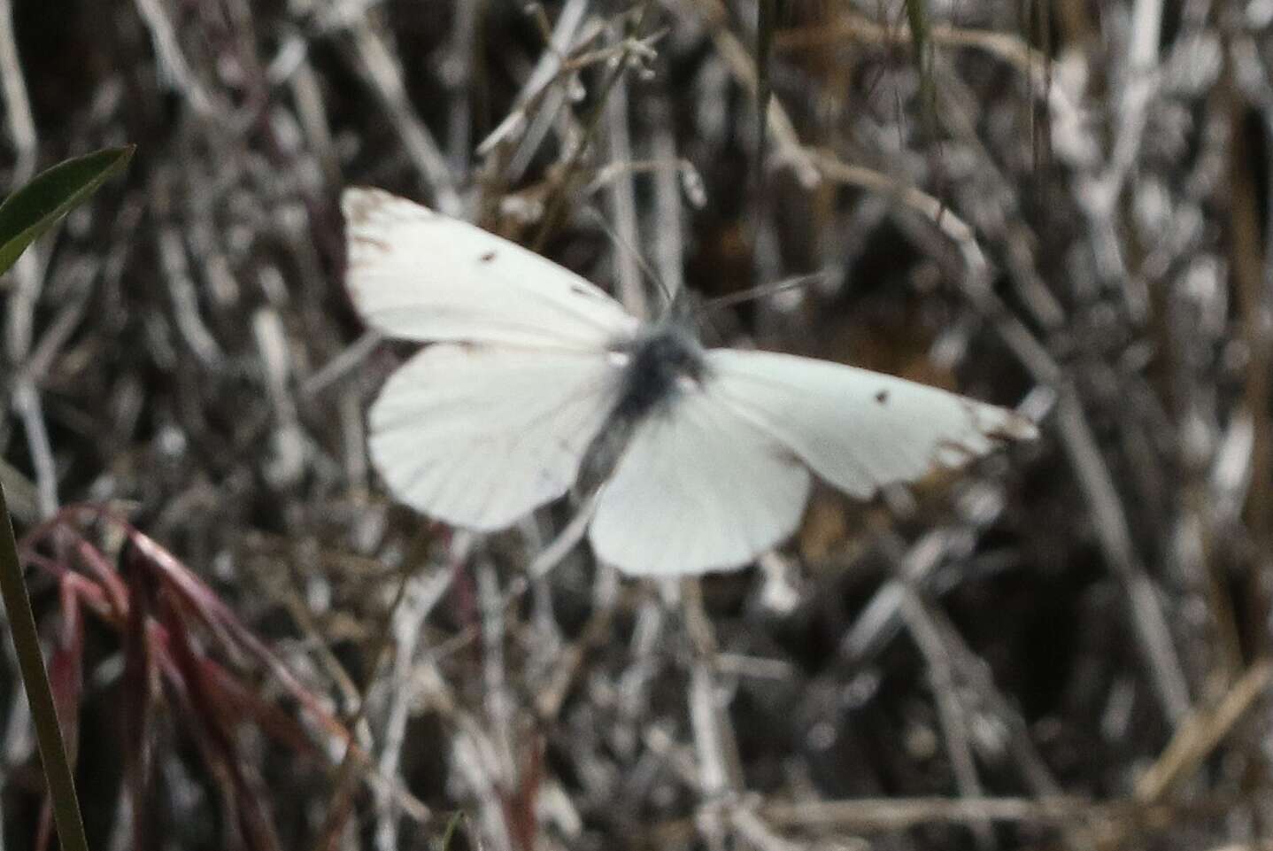 Image de Anthocharis lanceolata Lucas 1852