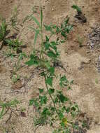 Sivun Chenopodium bryoniifolium A. Bunge kuva