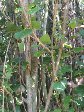 Image of Populus nigra L.