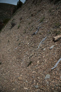 Image of Nuttall's sandwort