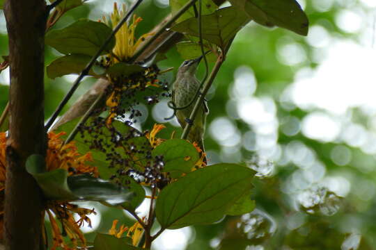 Image of Blue-throated Brown Sunbird