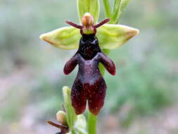 Слика од Ophrys insectifera subsp. insectifera