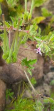 Image of Pelargonium althaeoides (L.) L'Her.