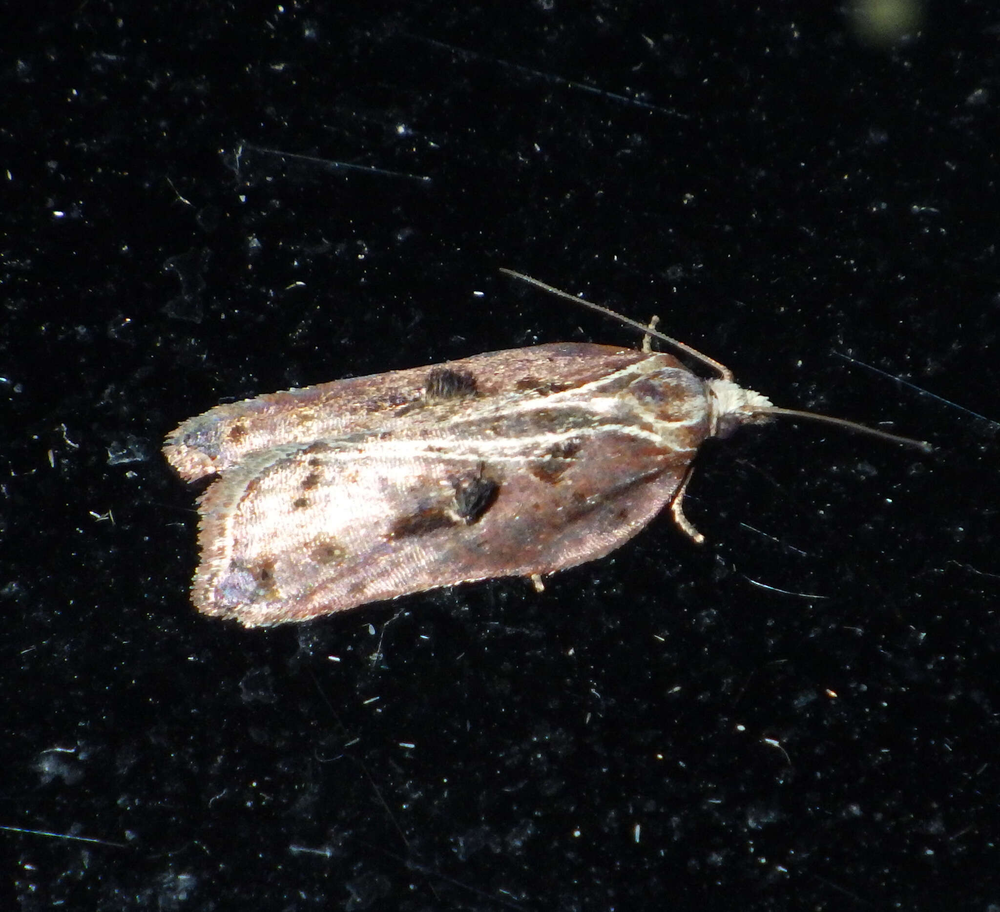 Image of Acleris cristana Denis & Schiffermüller 1775