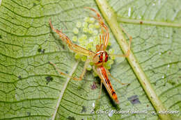 Image of Viciria pavesii Thorell 1877