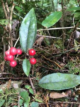 Image of Ardisia brevicaulis Diels