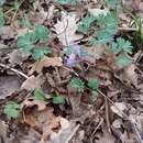 Sivun Corydalis paczoskii N. Busch kuva