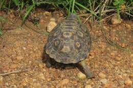 Image of Bell’s hinged tortoise