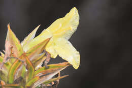 Image de Orectanthe sceptrum (Oliv.) Maguire