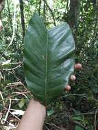Magnolia wetteri A. Vázquez的圖片