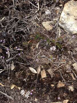 Image of Burchardia umbellata R. Br.