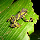 Image of Condoto Stubfoot Toad