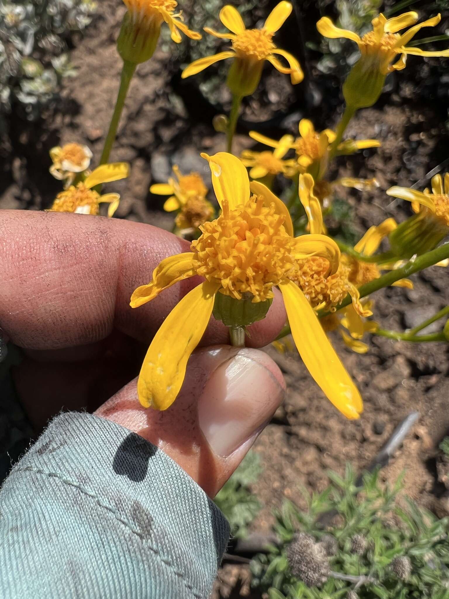 Image of Gander's ragwort