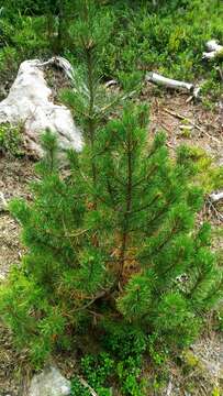 Image of Mountain Pine