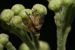 Image of Sourbush seed fly