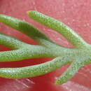 Image of Hymenolepis incisa DC.