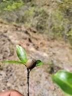 Image of Polysphaeria lepidocarpa Verdc.