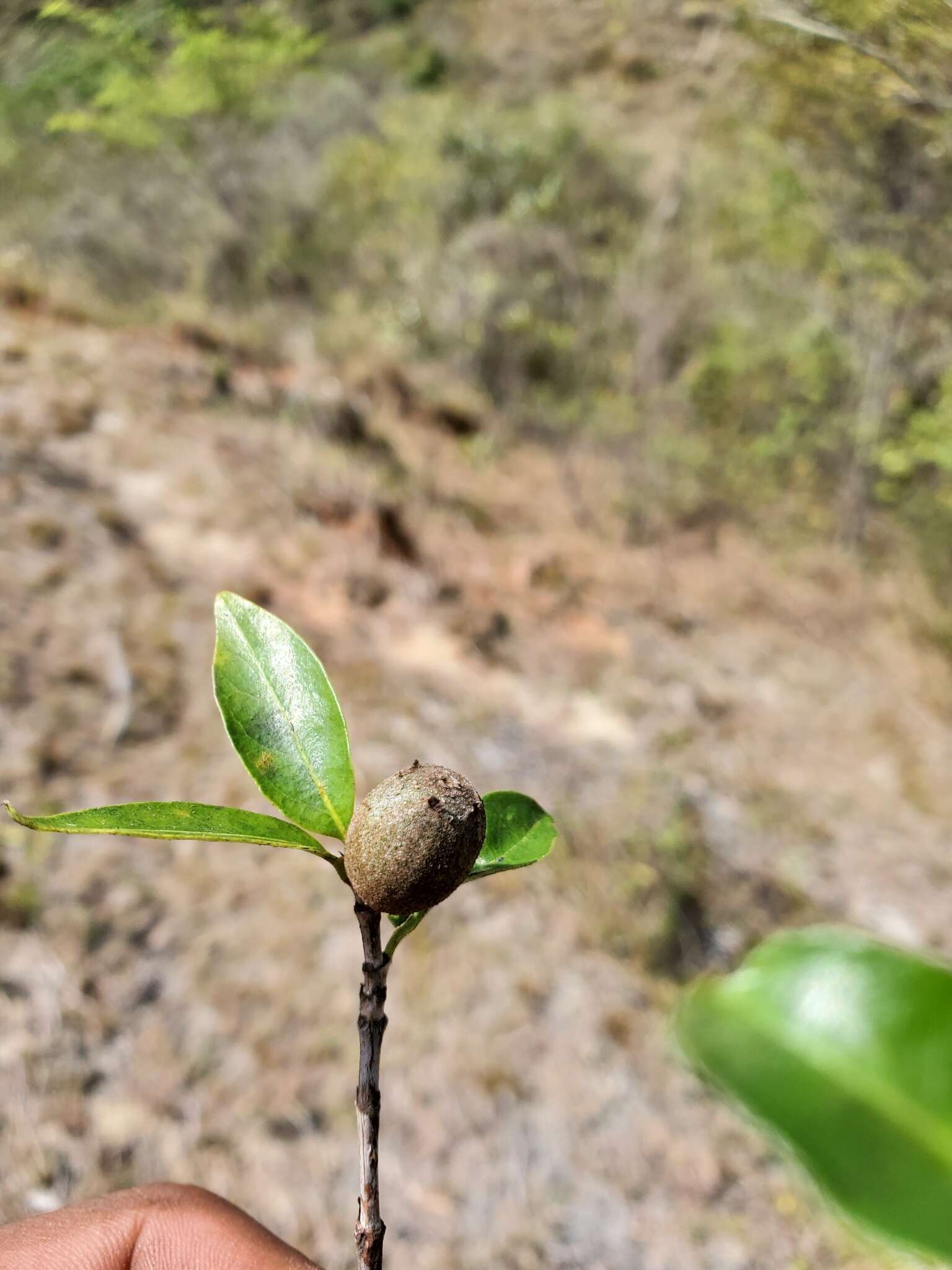 Image of Polysphaeria lepidocarpa Verdc.