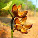 Image de Hibiscus thespesianus Baill.